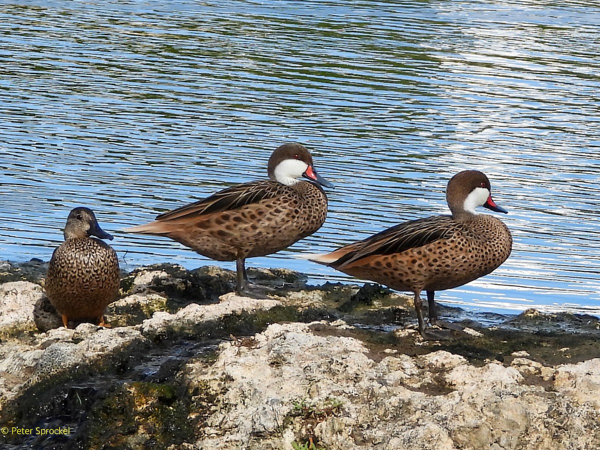 White-cheeked Pintail - ML646396483