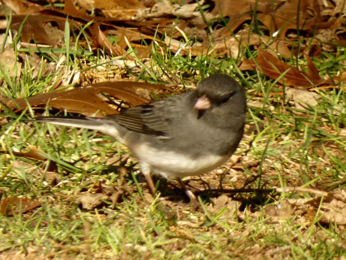 Dark-eyed Junco - ML646396484