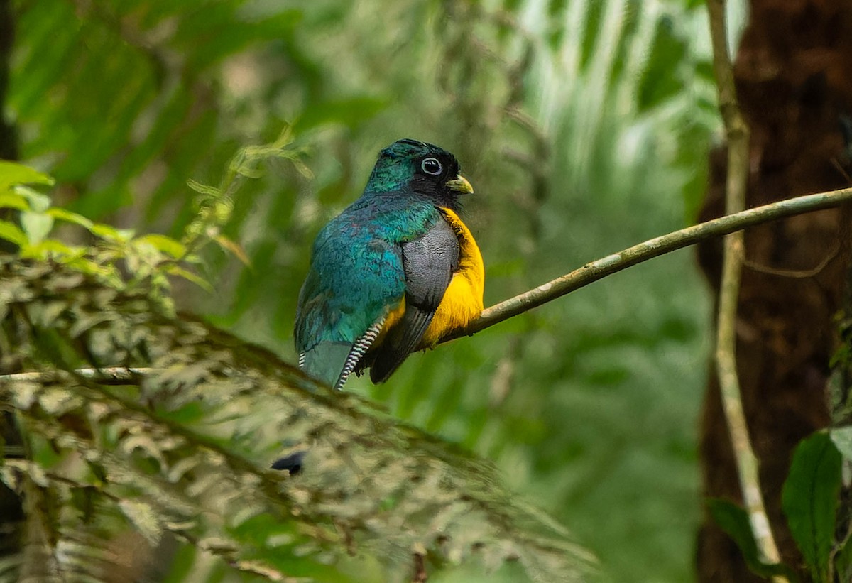 Atlantic Black-throated Trogon - ML646396488