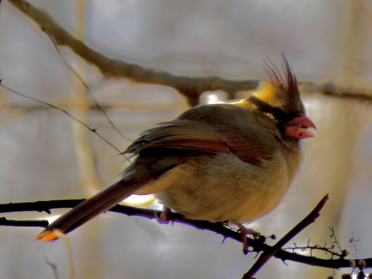 Northern Cardinal - ML646396489
