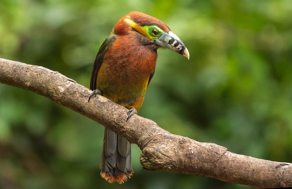 Spot-billed Toucanet - ML646396490