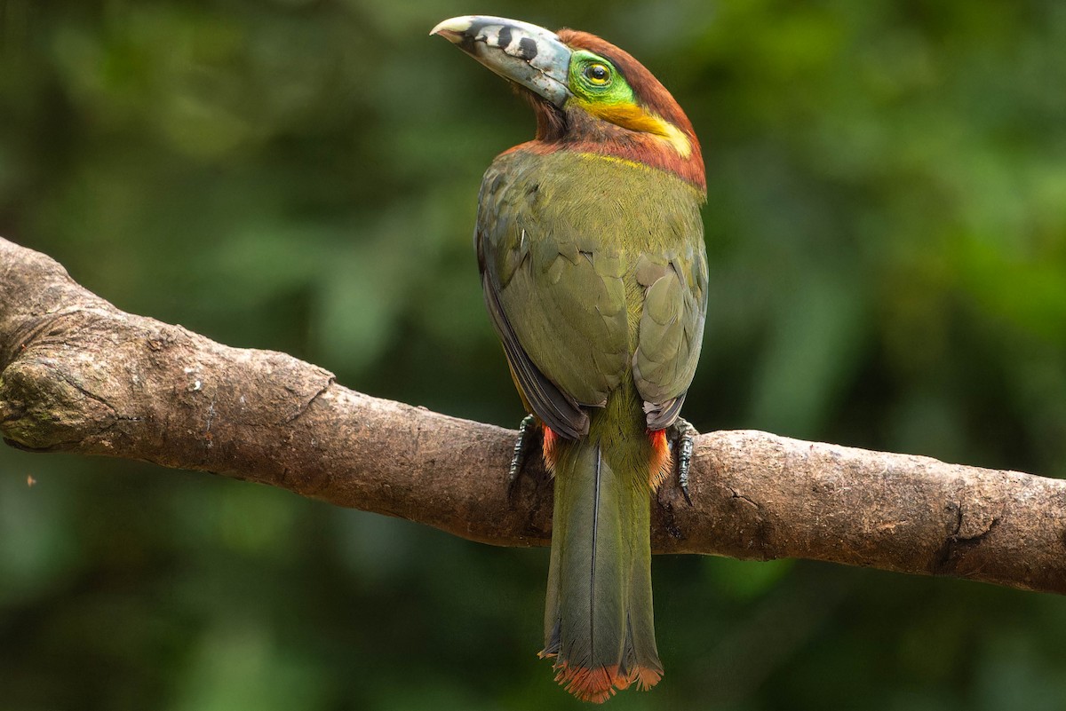 Spot-billed Toucanet - ML646396491