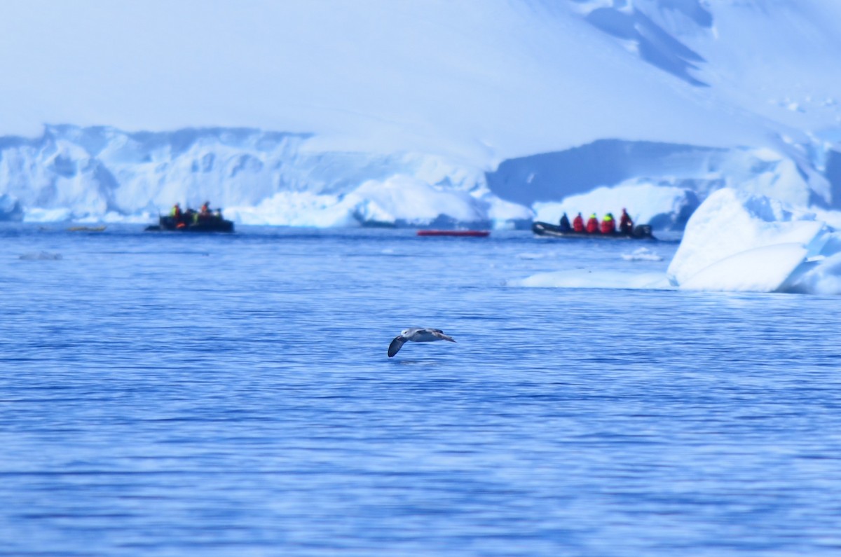 sørhavhest - ML646396493