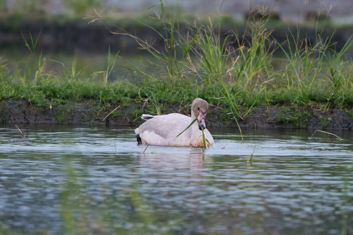 ברבור קטן - ML646396494