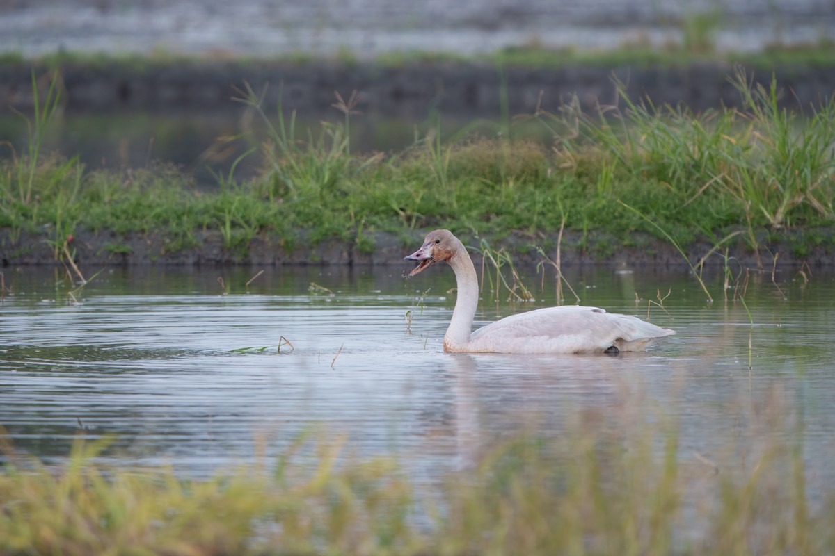 ברבור קטן - ML646396495