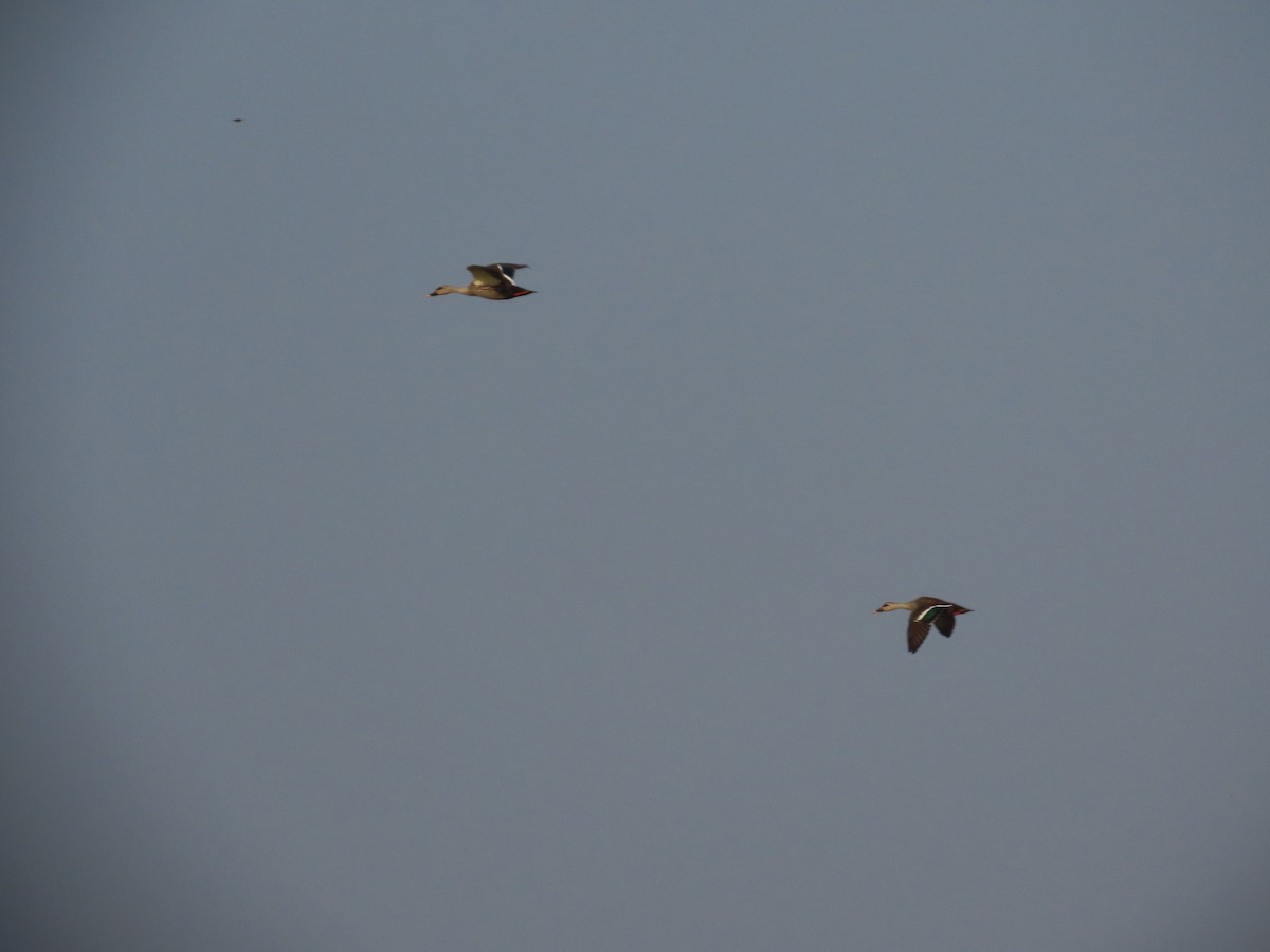 Indian Spot-billed Duck - ML646396496