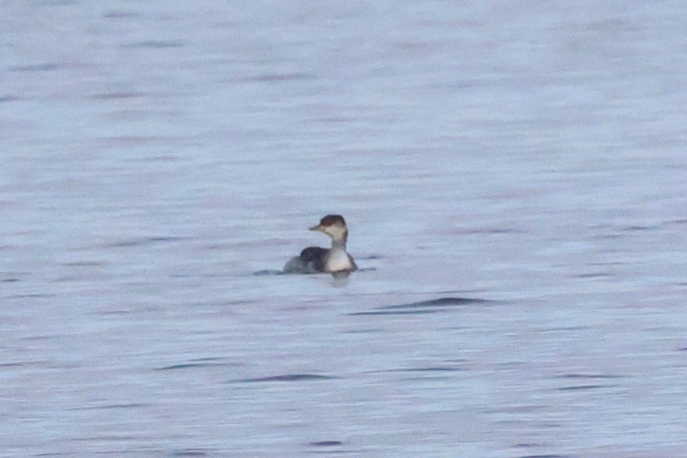 potápka rudokrká - ML646396503