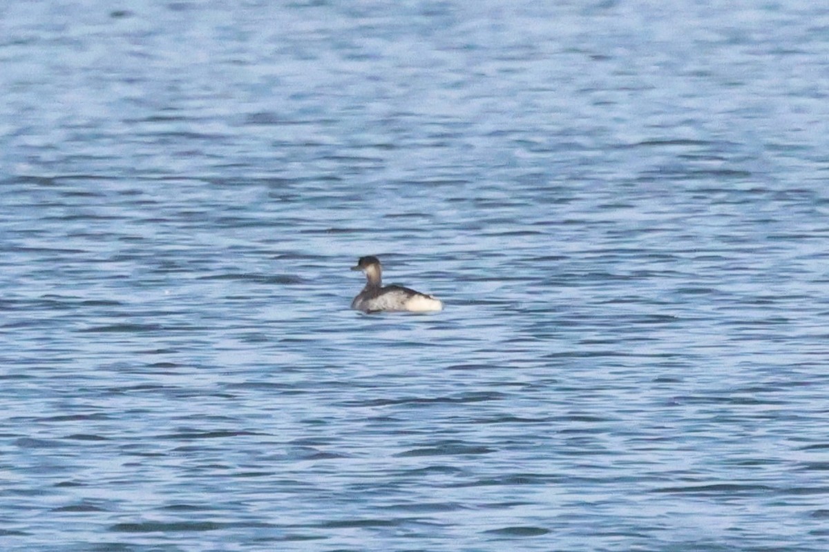 potápka rudokrká - ML646396506