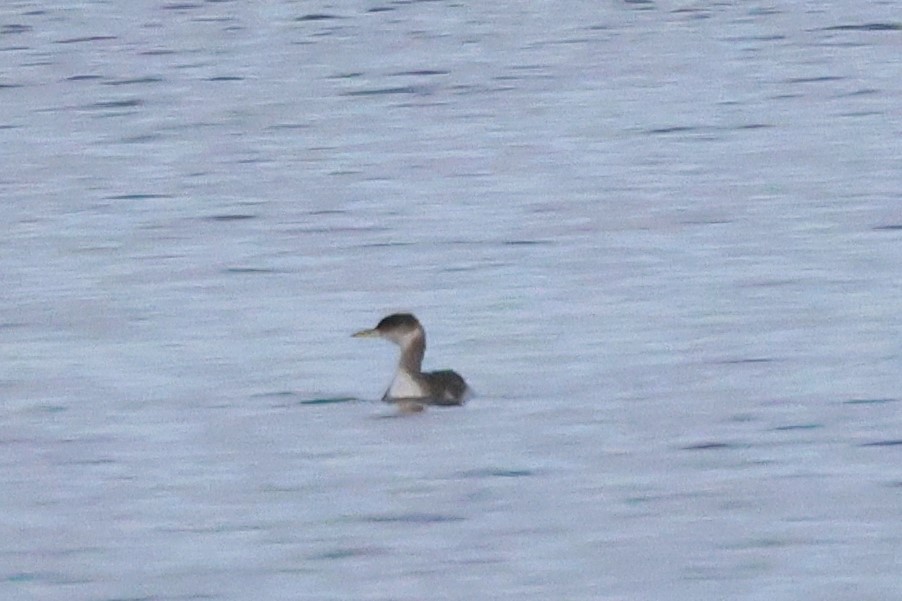 potápka rudokrká - ML646396507