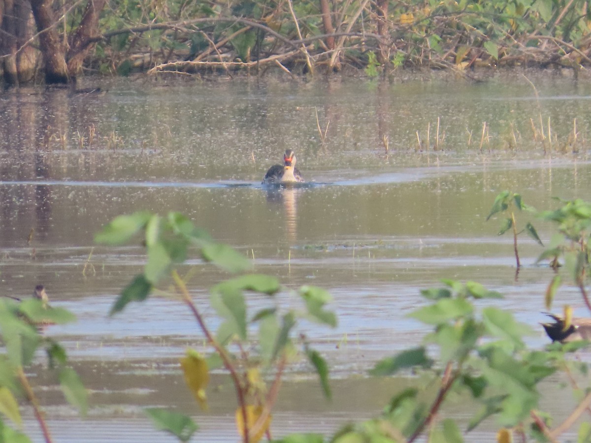 Indian Spot-billed Duck - ML646396508