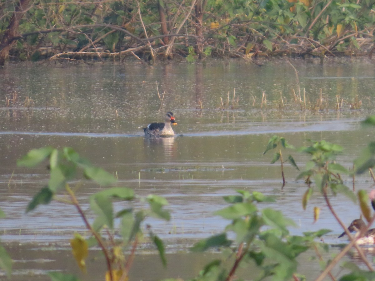 Indian Spot-billed Duck - ML646396509