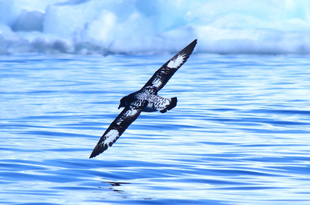 flekkpetrell - ML646396510