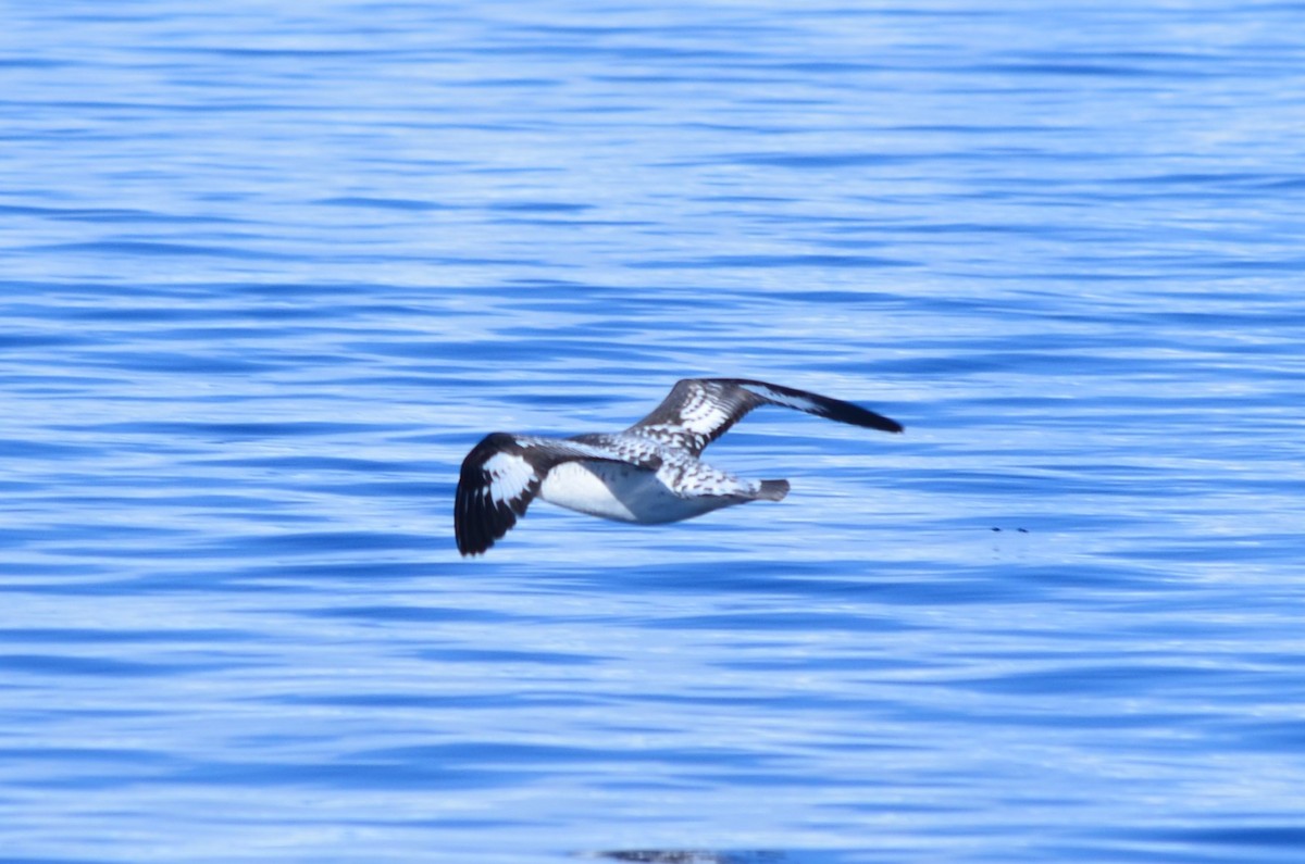 flekkpetrell - ML646396511