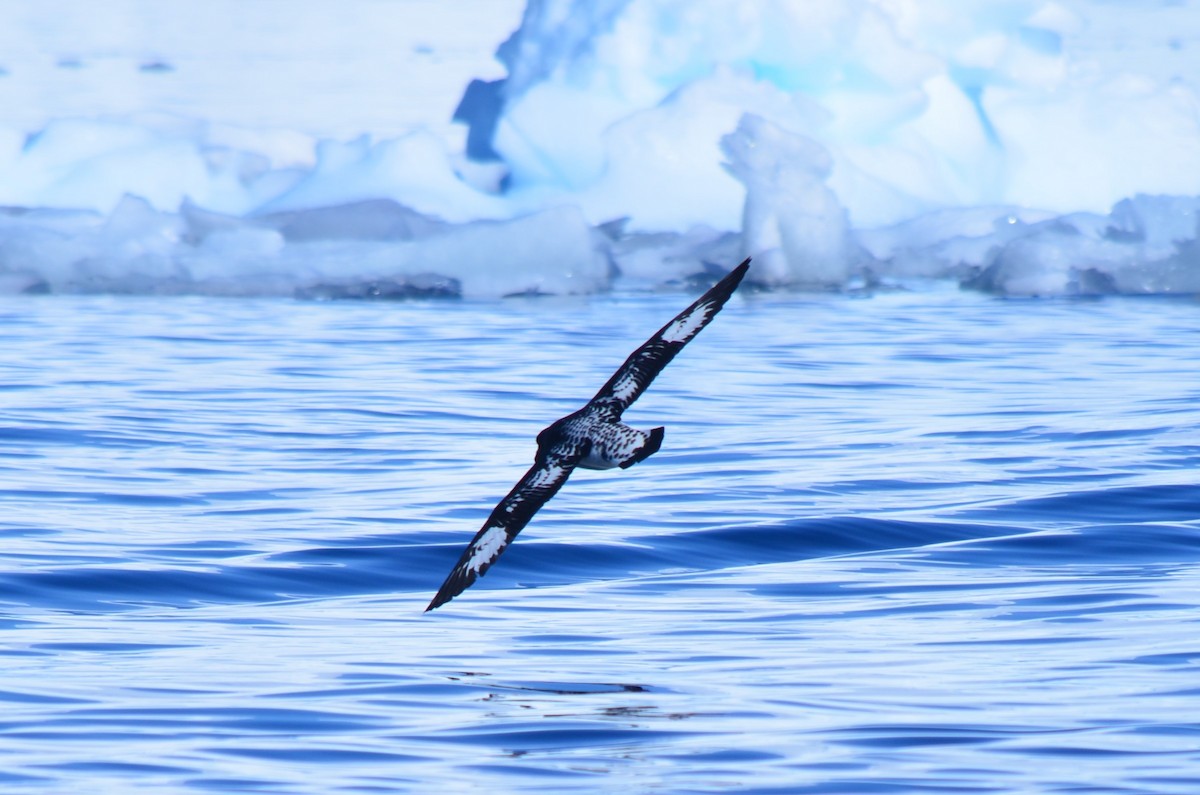 flekkpetrell - ML646396512