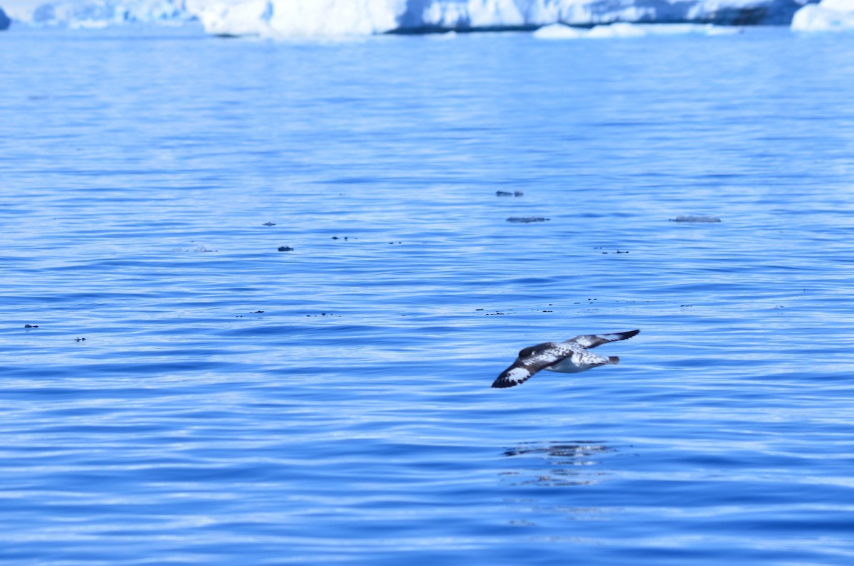 flekkpetrell - ML646396513