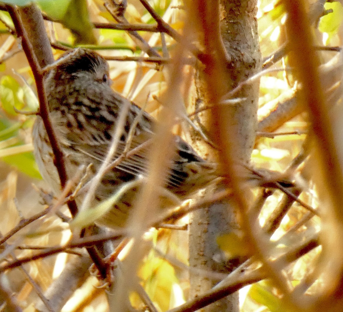 Song Sparrow - ML646396516