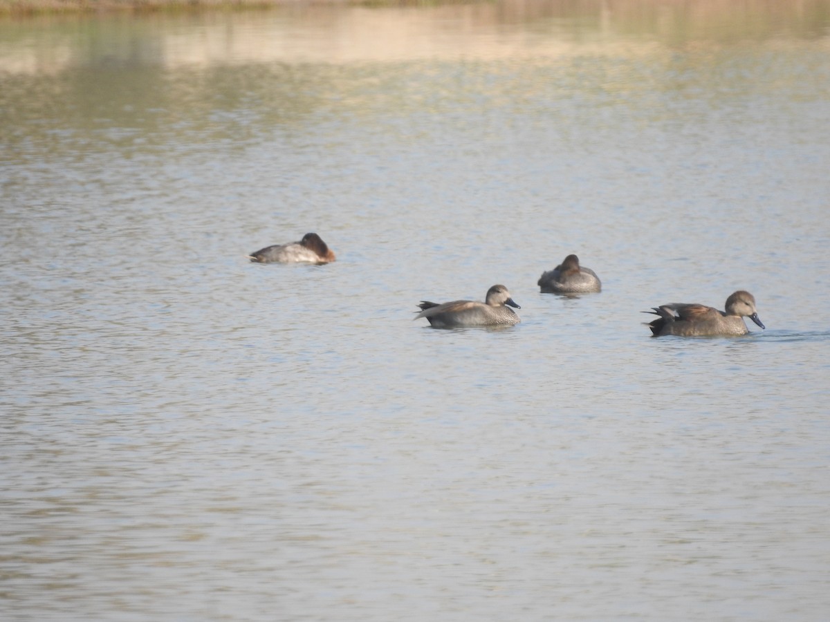 kopřivka obecná - ML646396519