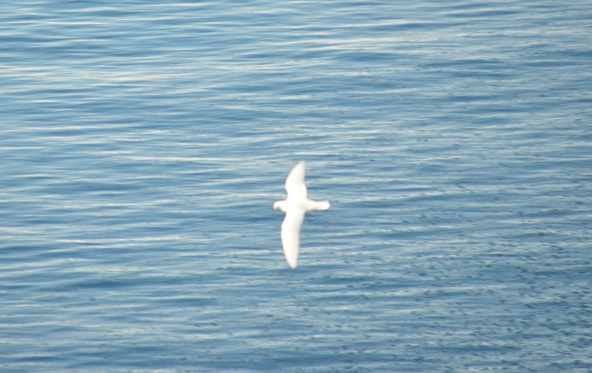 snøpetrell - ML646396522