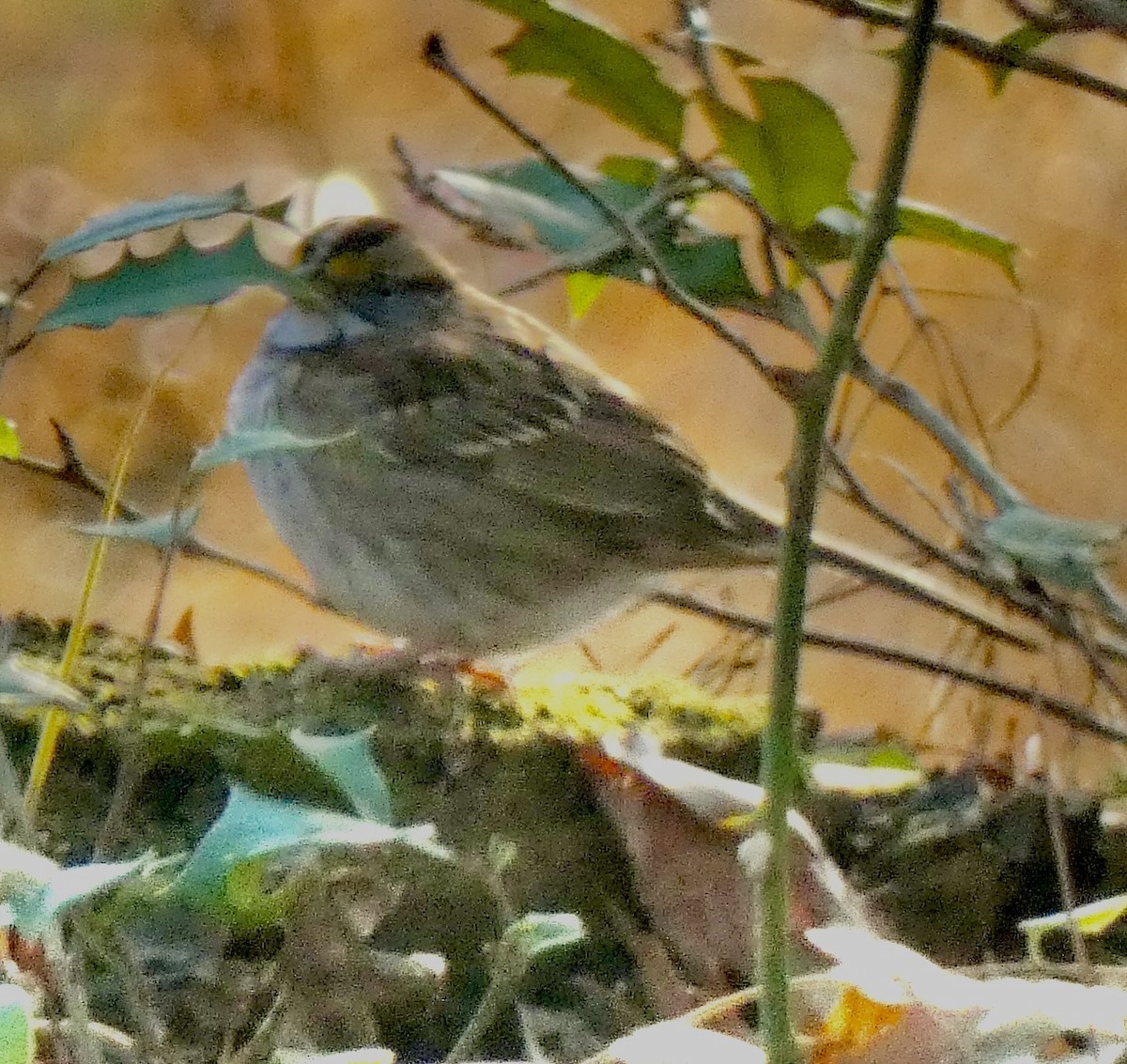 White-throated Sparrow - ML646396523
