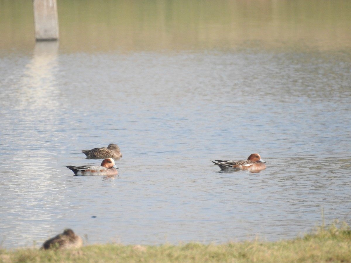 hvízdák eurasijský - ML646396525