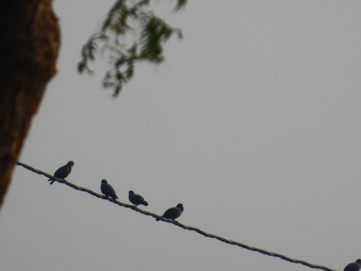 Хөхвөр тагтаа (суурин газрын) - ML646396531