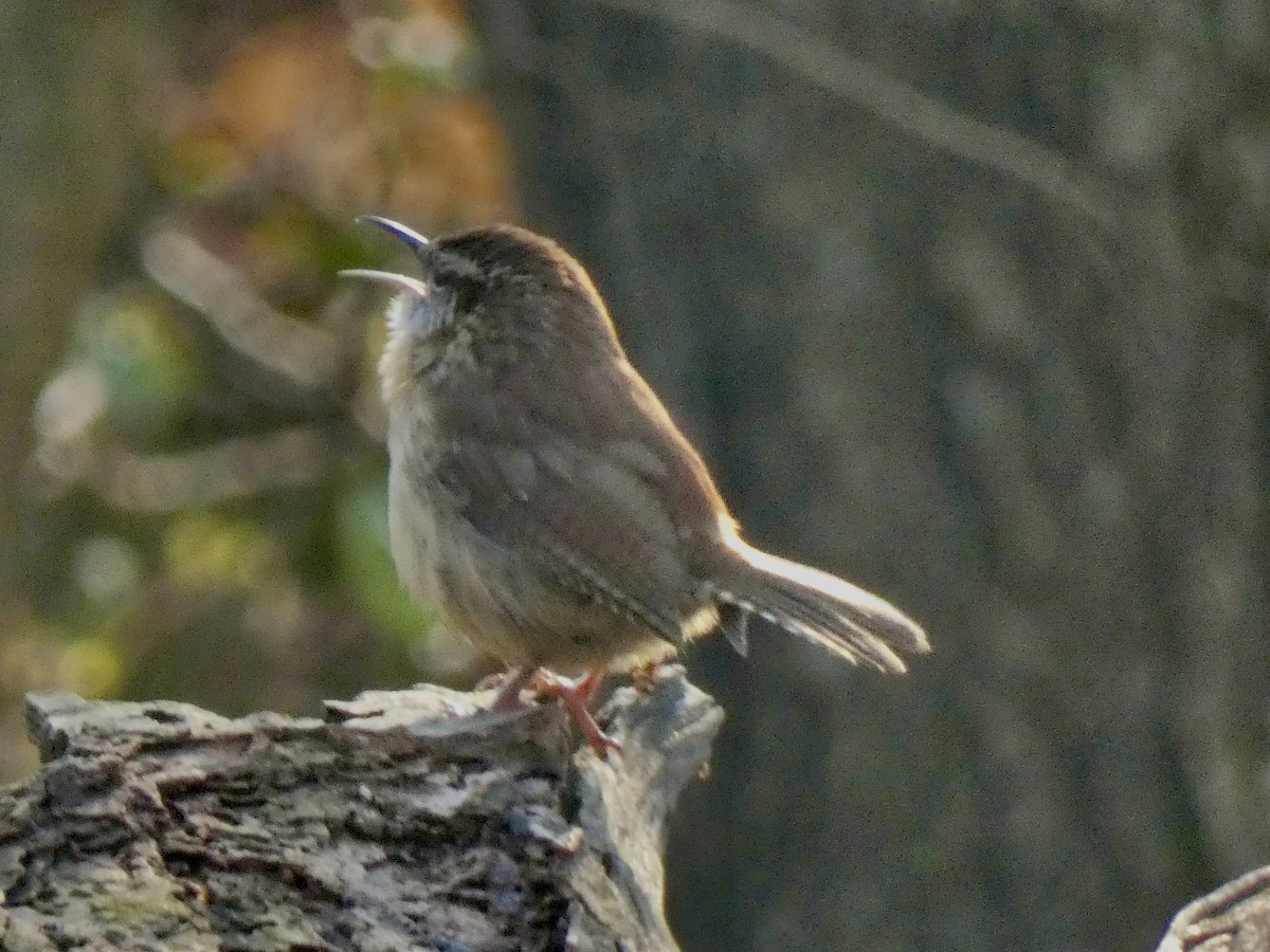 Carolina Wren - ML646396533
