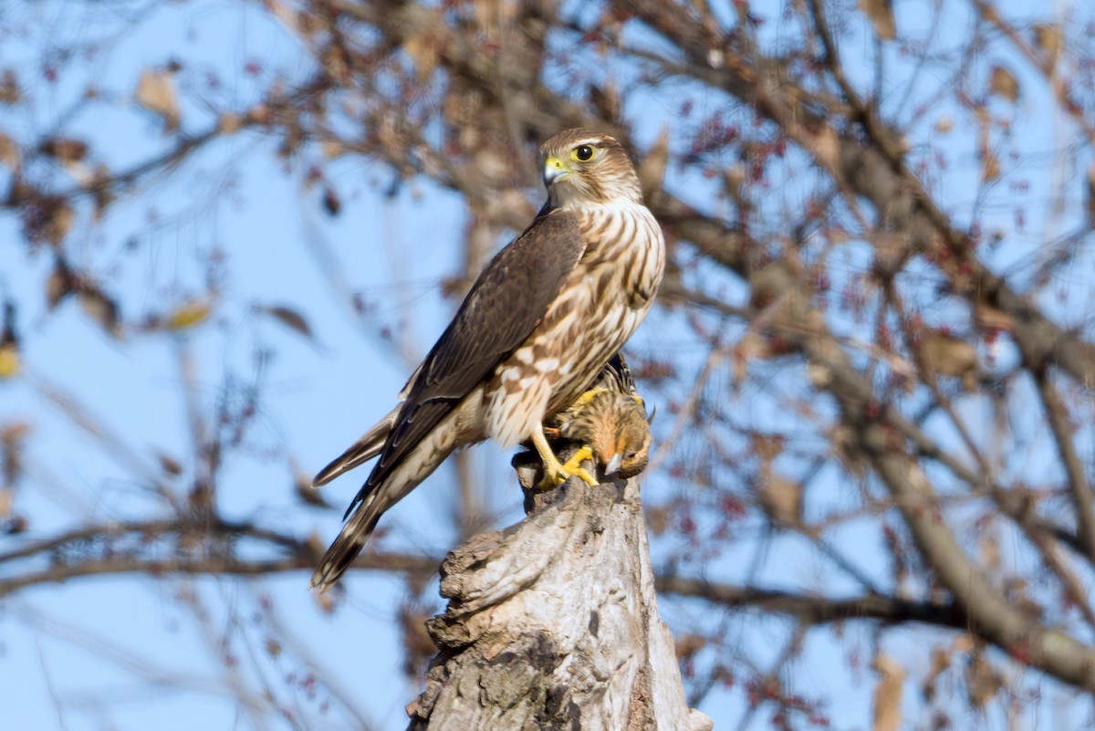 Merlin (Taiga) - ML646396535