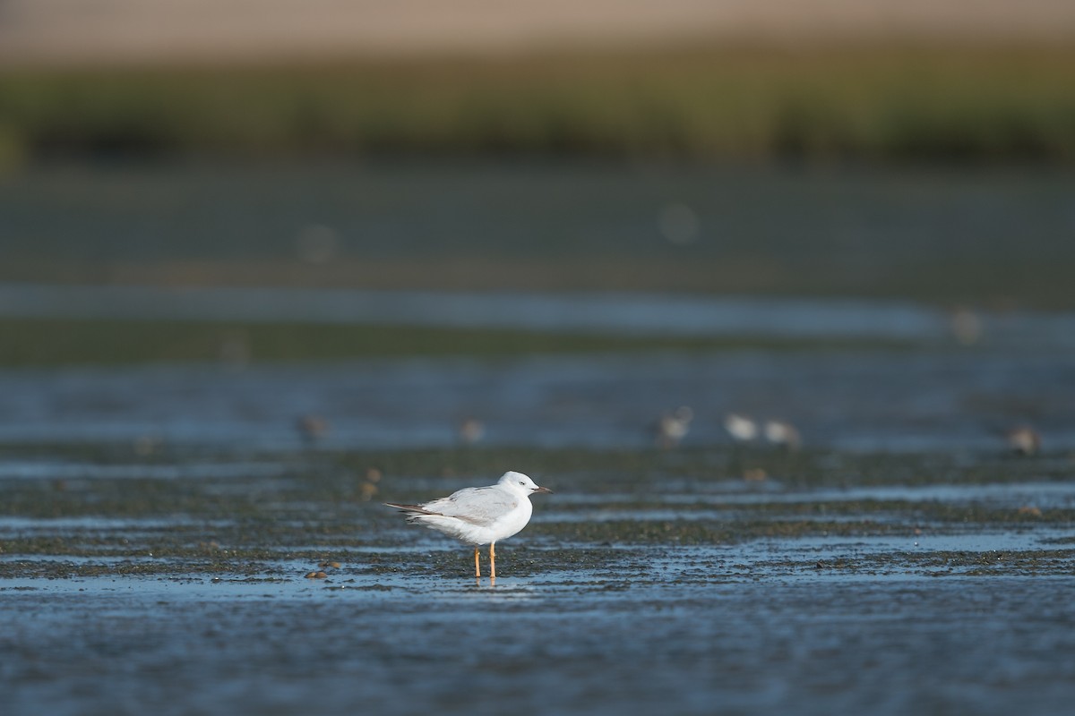Slender-billed Gull - ML646396540