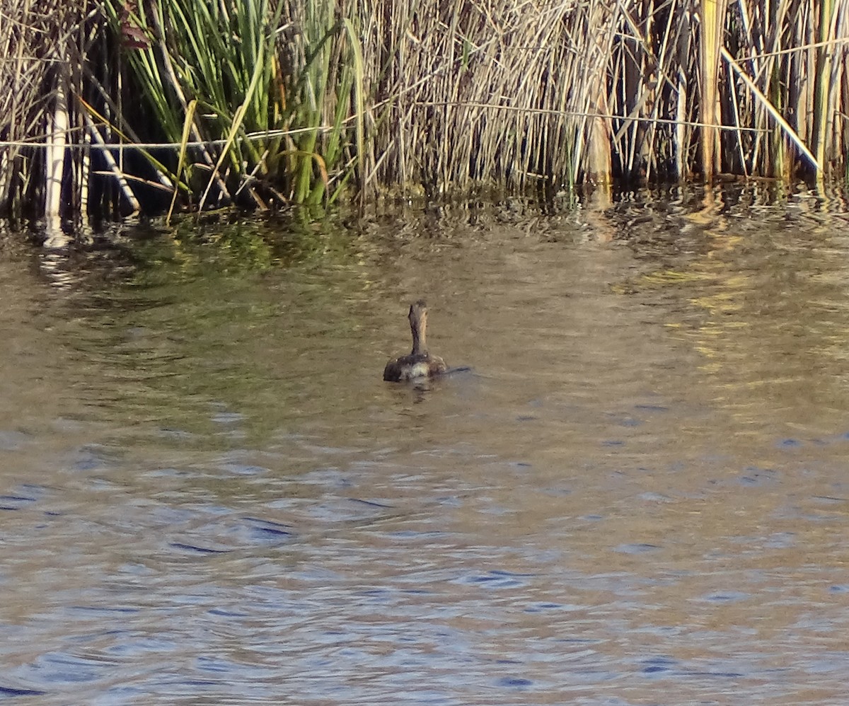 Little Grebe - ML646396541