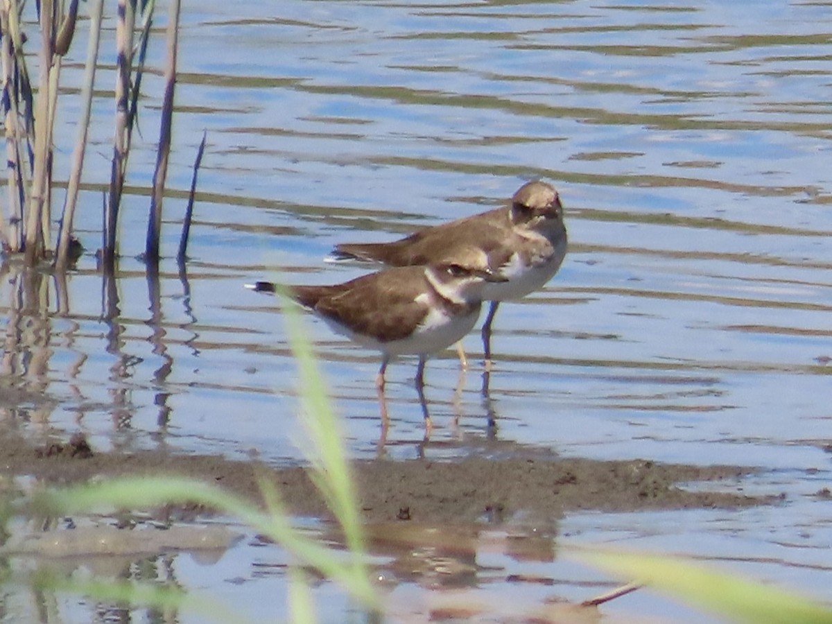 Little Ringed Plover - ML646396542