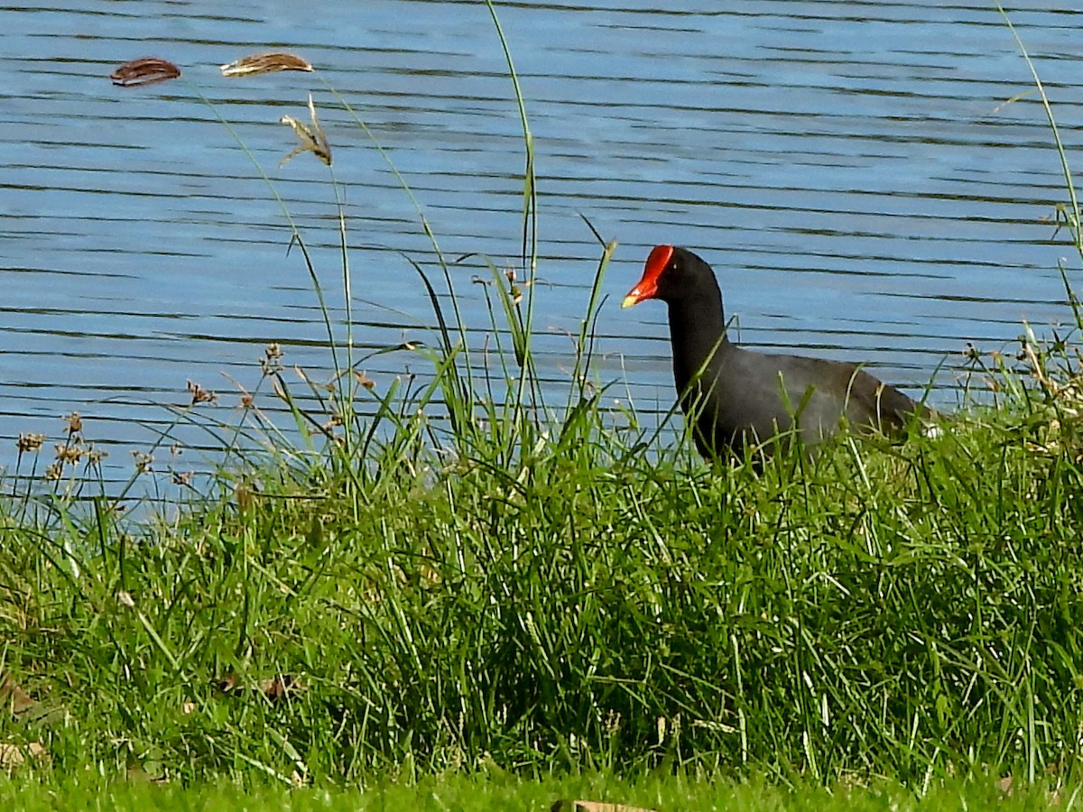 Common Gallinule - ML646396543