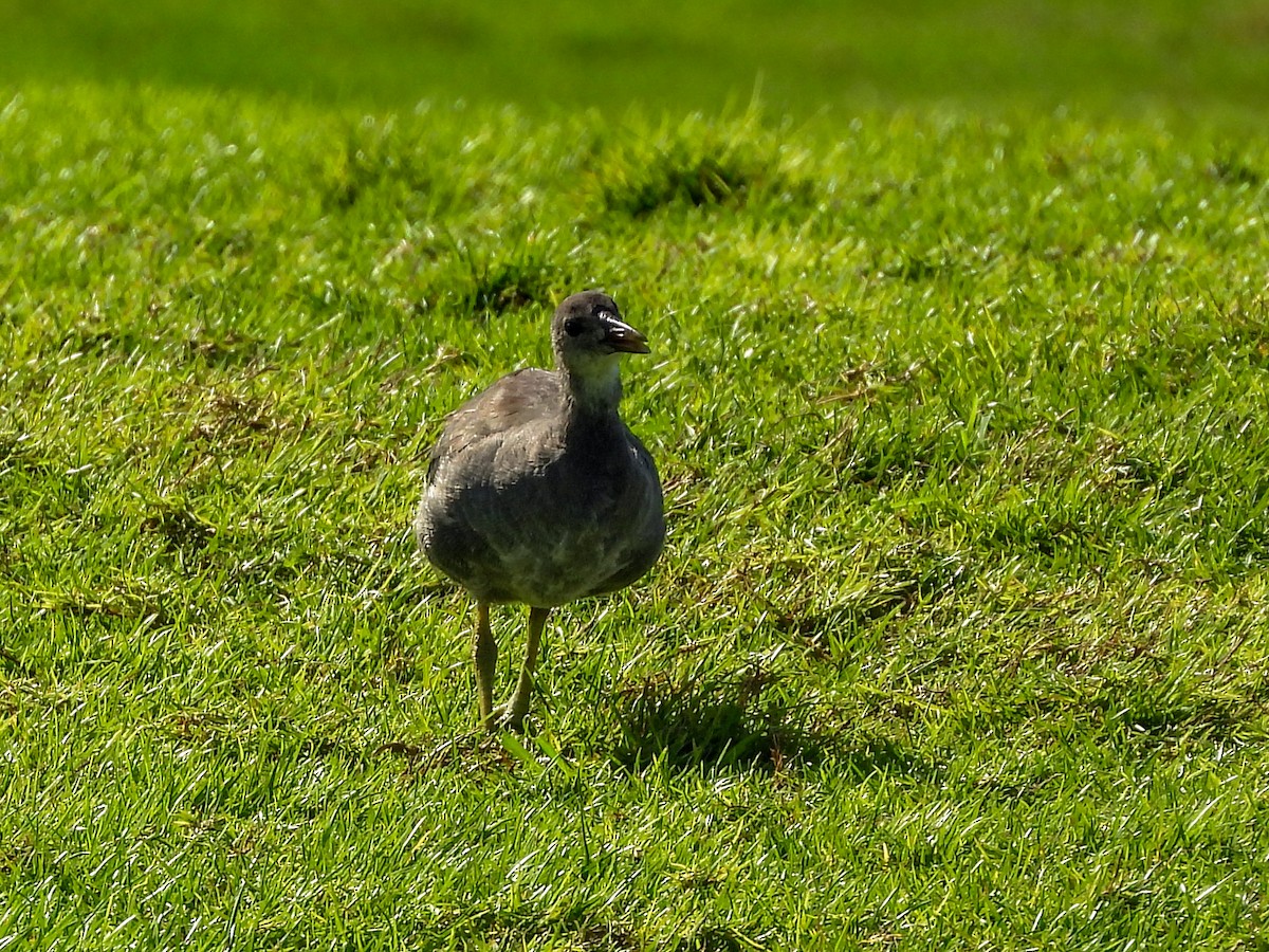 Common Gallinule - ML646396544