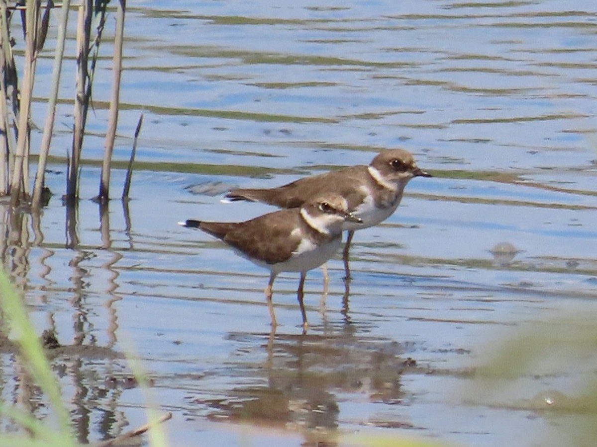 Little Ringed Plover - ML646396545