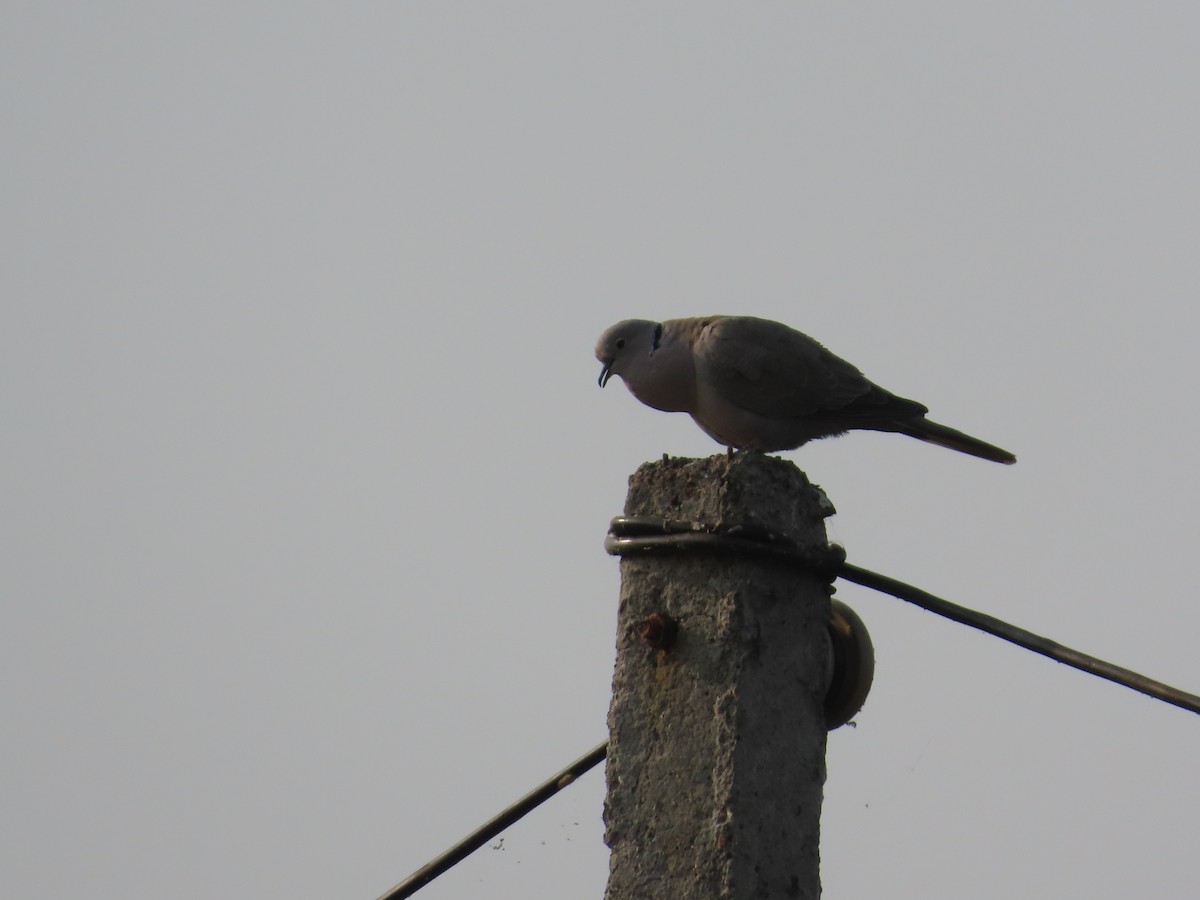 Буулгат хүүрзгэнэ - ML646396546