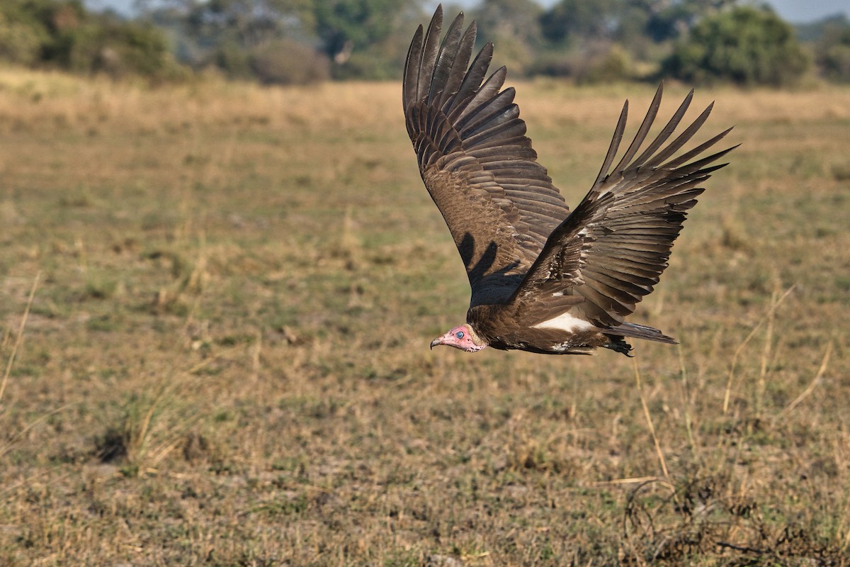 Hooded Vulture - ML646396547