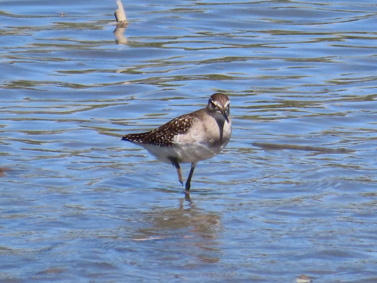 vodouš bahenní - ML646396548