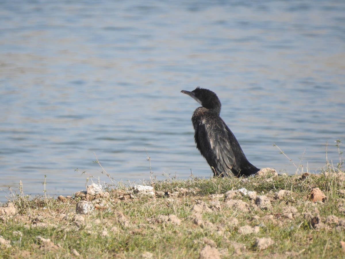 kormorán menší - ML646396549