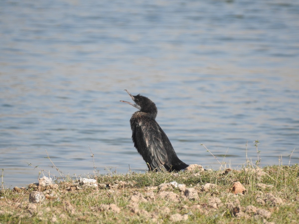 kormorán menší - ML646396552