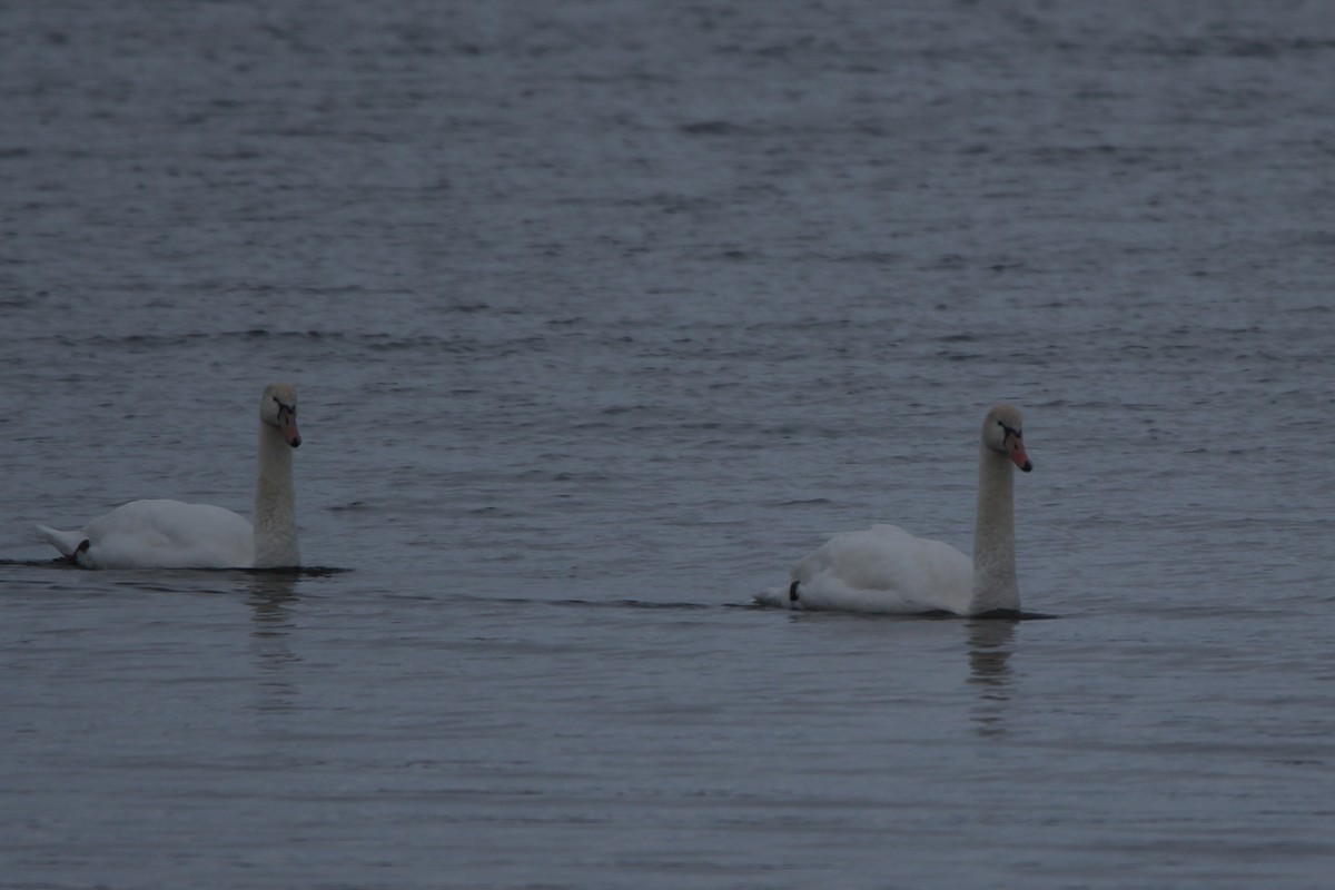 コブハクチョウ - ML646396553