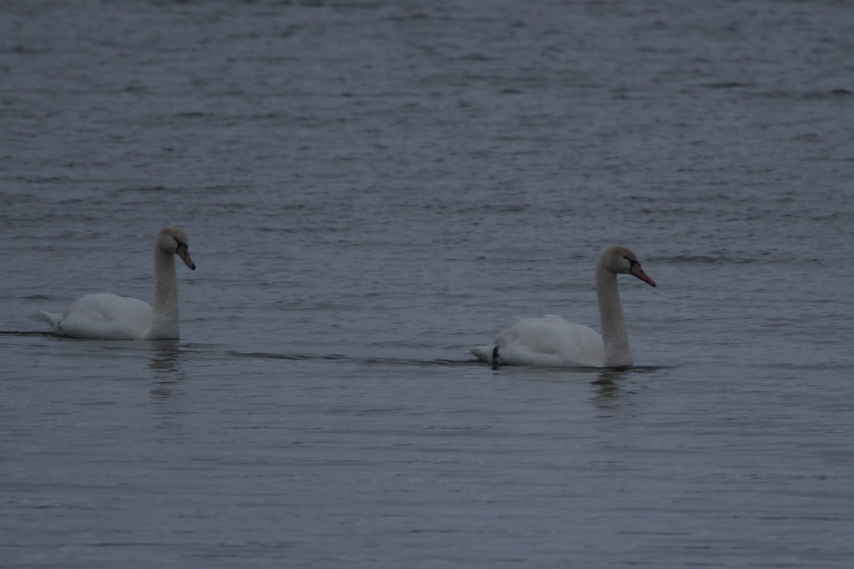 コブハクチョウ - ML646396554