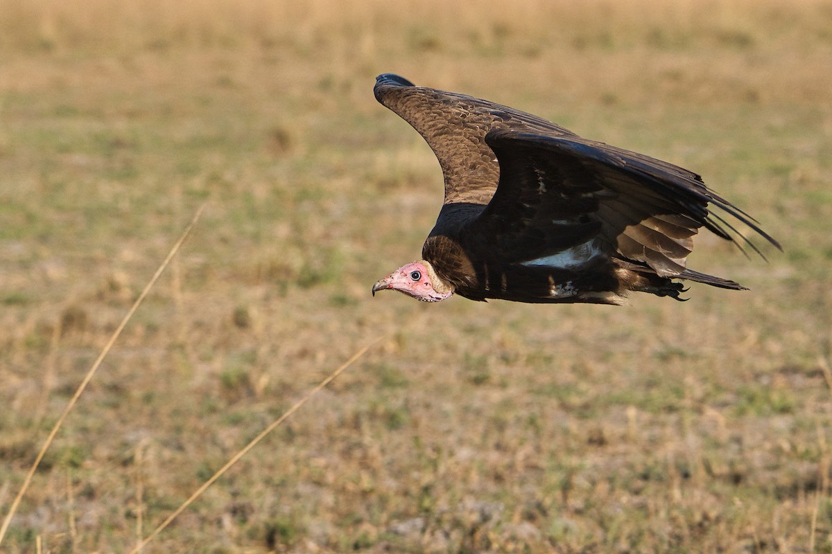 Hooded Vulture - ML646396557