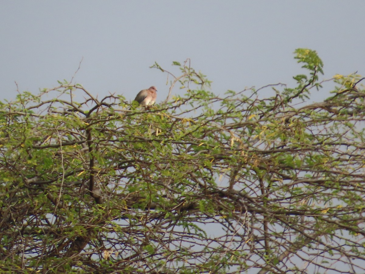 Өөдсөн хүүрзгэнэ - ML646396559