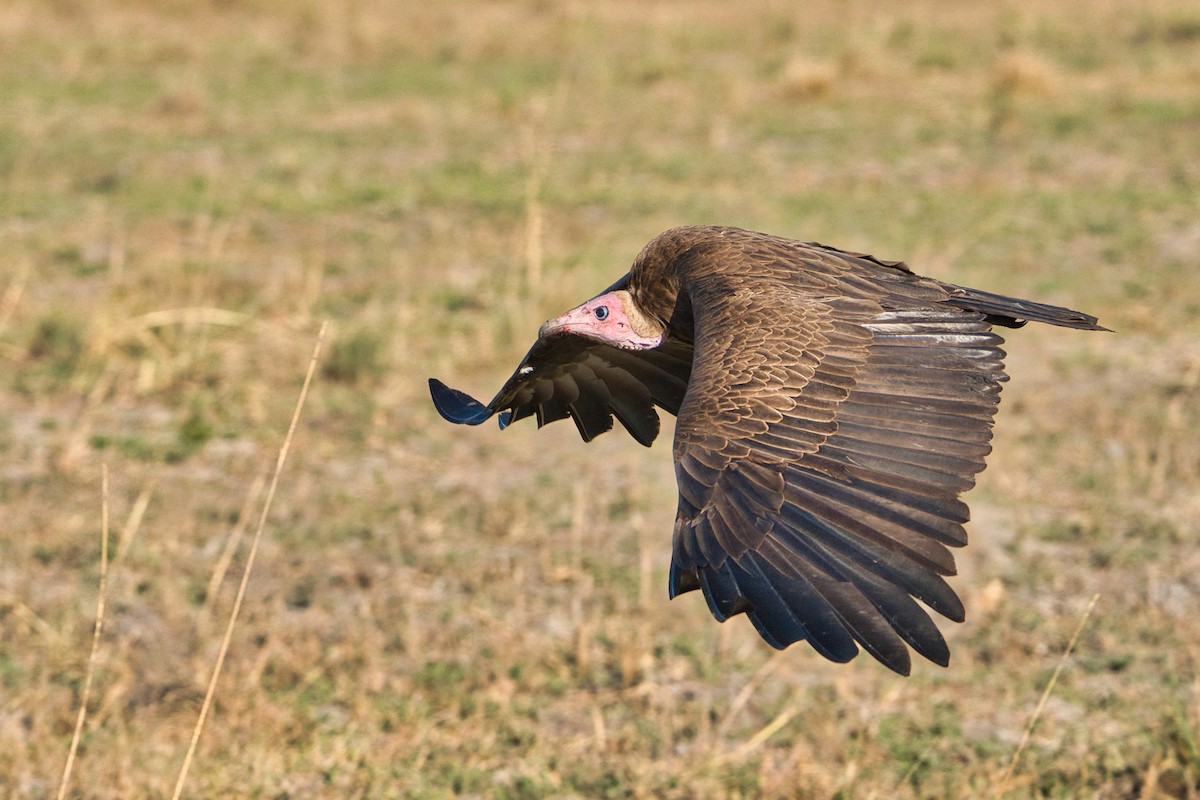 Hooded Vulture - ML646396564