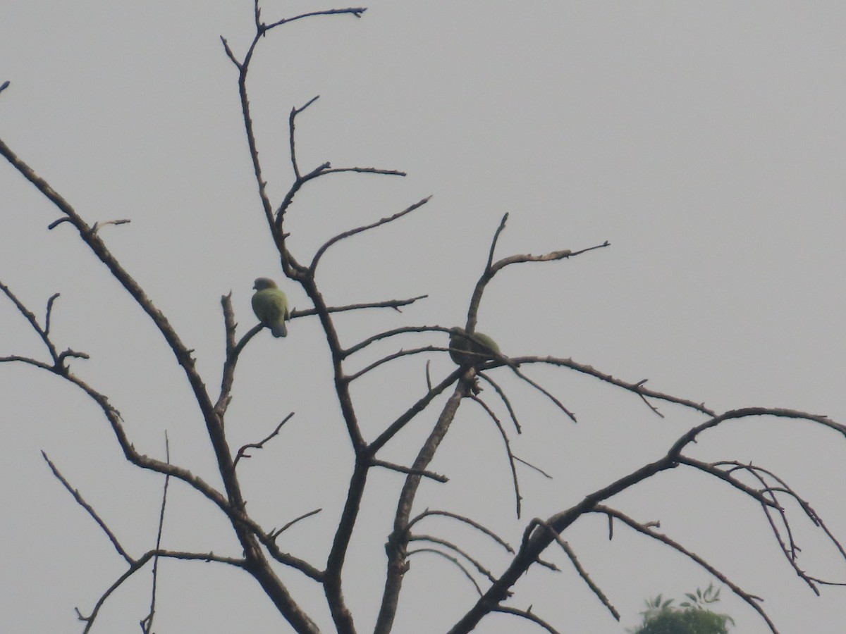 Yellow-footed Green-Pigeon - ML646396567