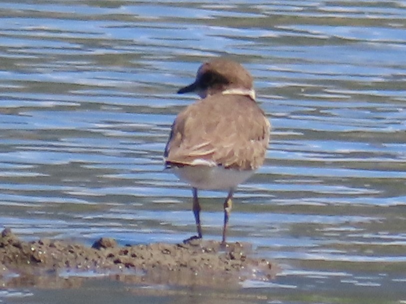 Little Ringed Plover - ML646396569