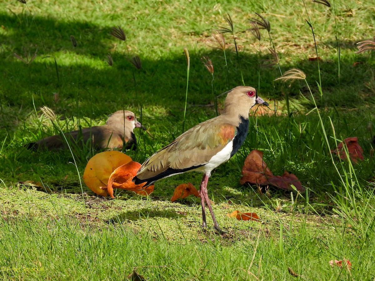 Southern Lapwing - ML646396570