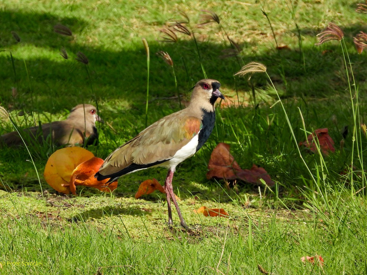 Southern Lapwing - ML646396571