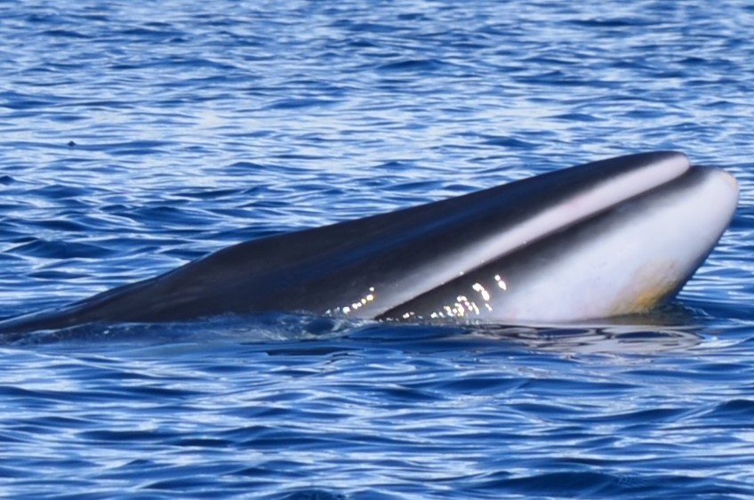 Animals - ML646396572