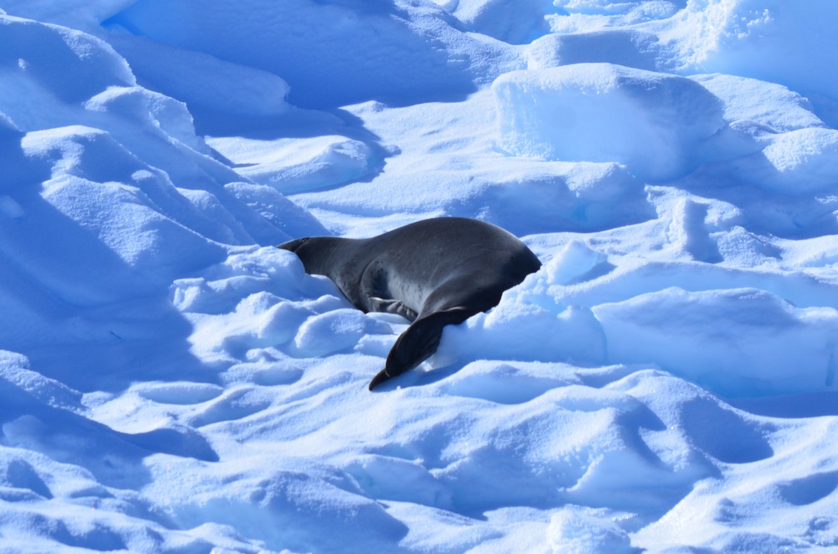 Animals - ML646396573