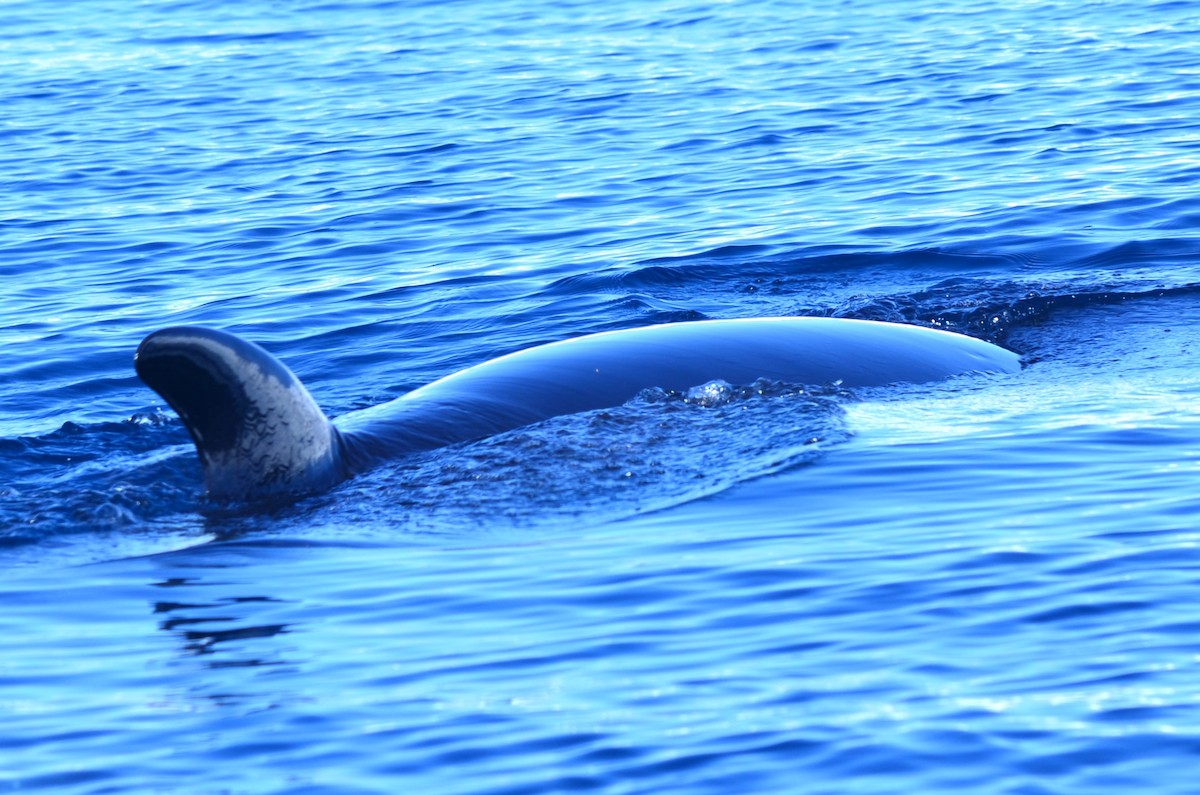 Animals - ML646396574